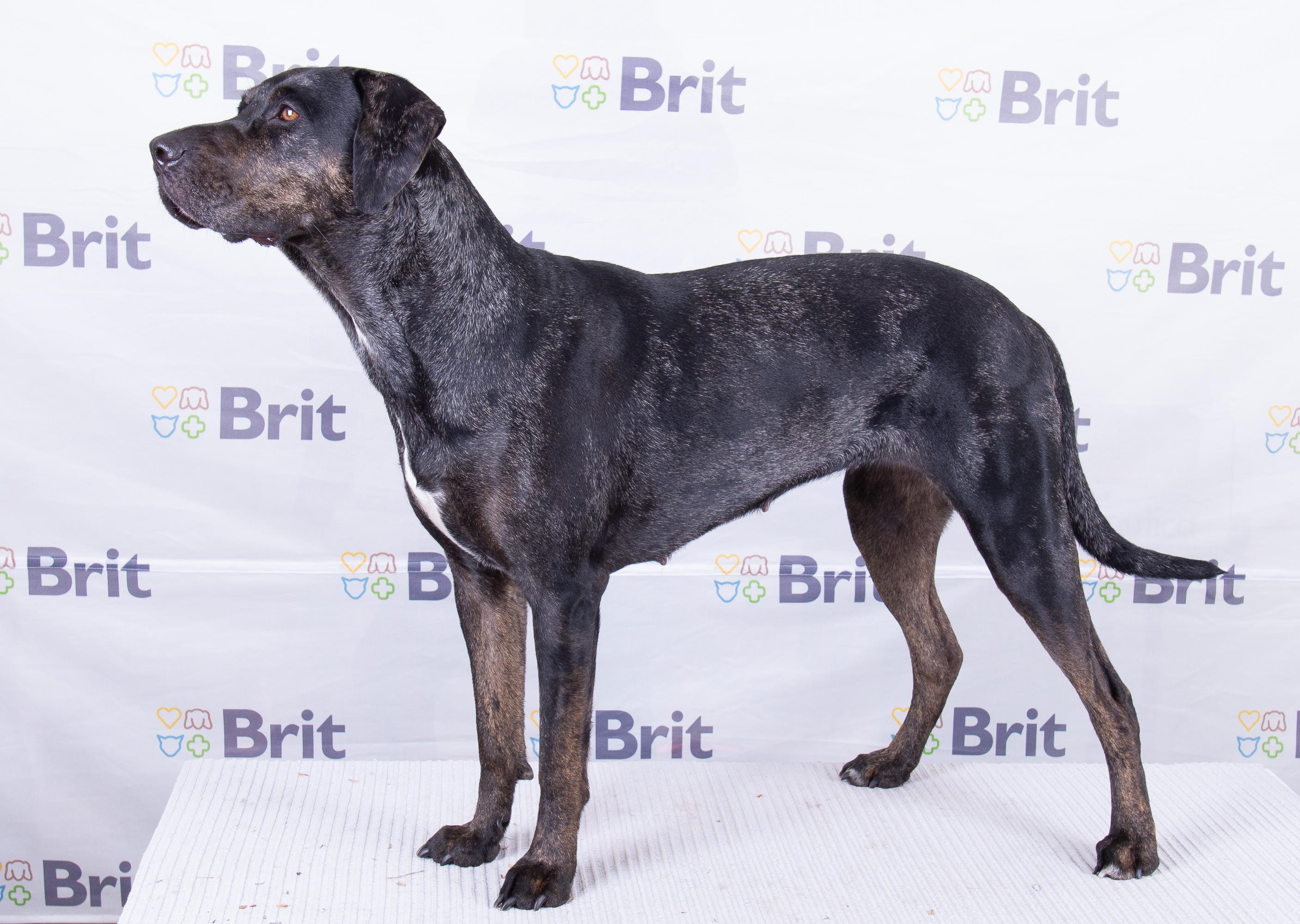 Long haired catahoula on sale dog